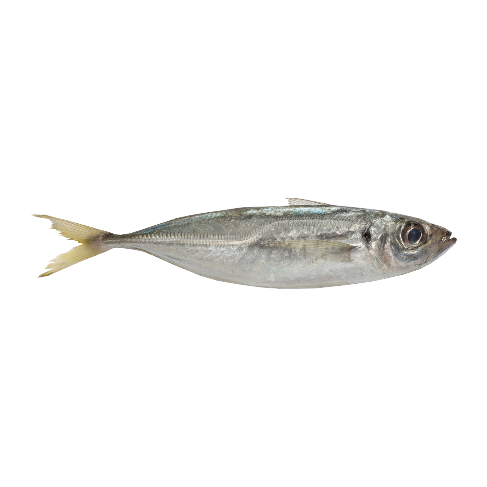 Пелагическая рыба: виды, особенности, распространение