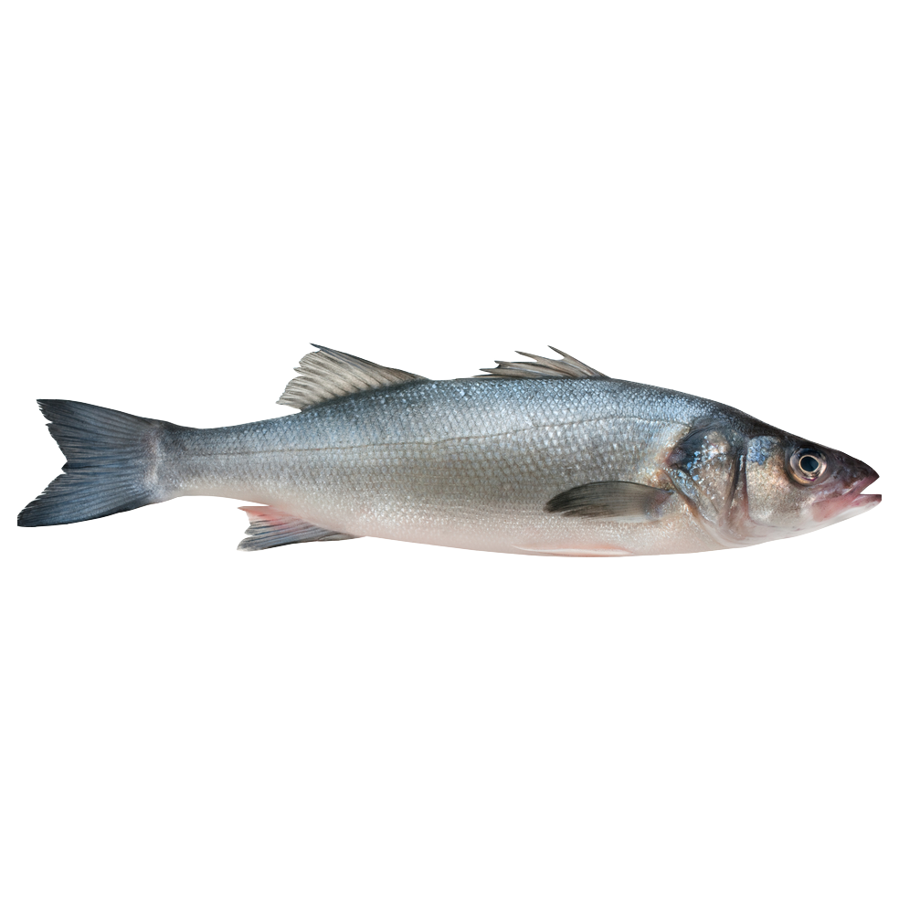 Sea Bass Dicentrarchus Labrax